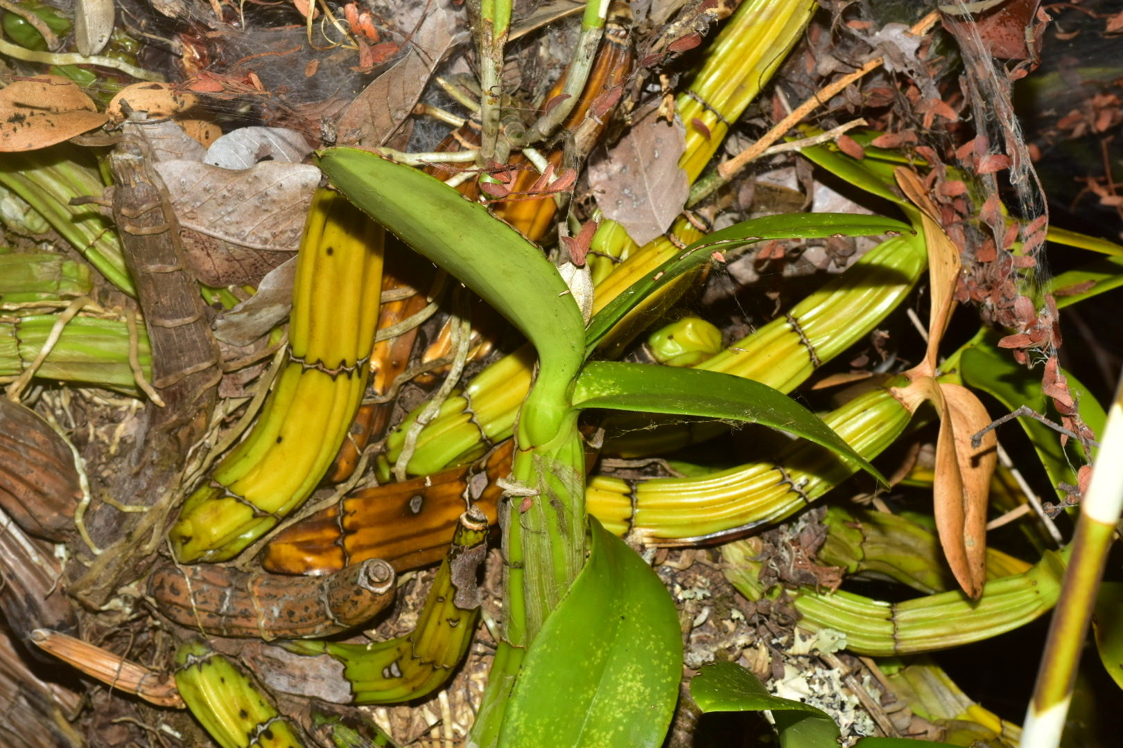 Myrmecophila tibicinis